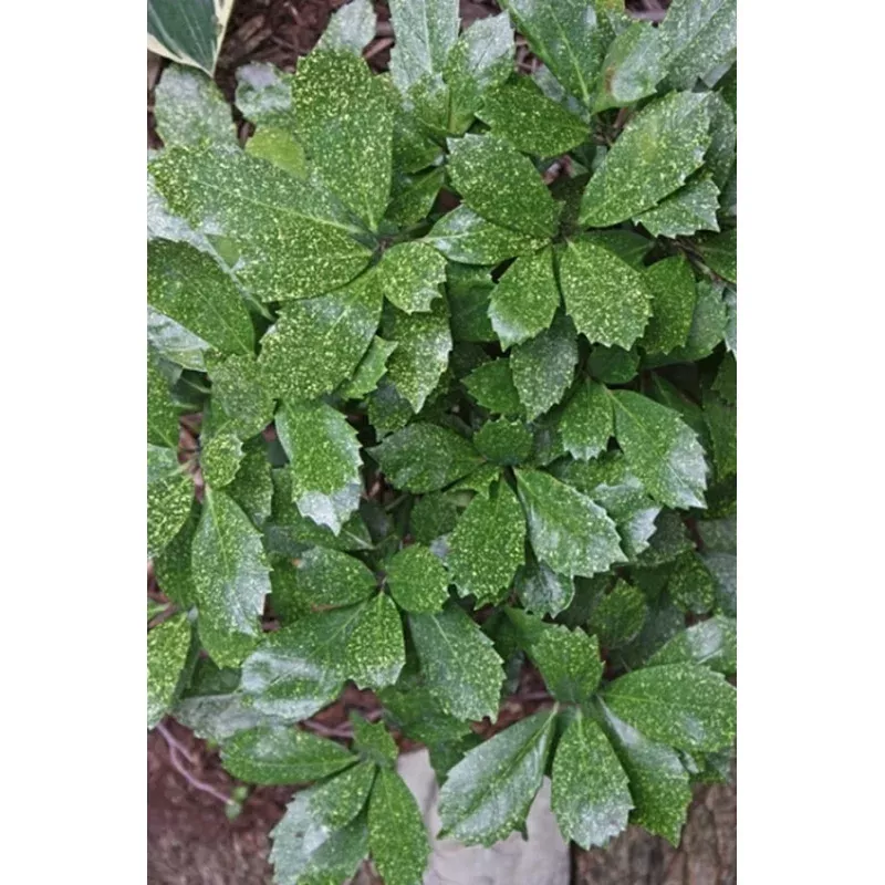 Aucuba japonica Shilpot