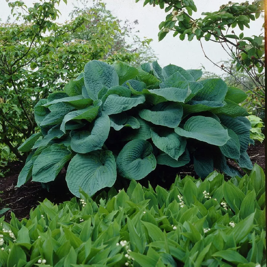‘Big Daddy’ Hosta – 1 Gallon Potted Perennial