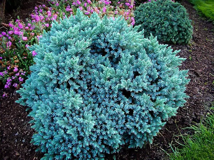 ‘Blue Star’ Juniper – 3 Gallon Potted Shrub