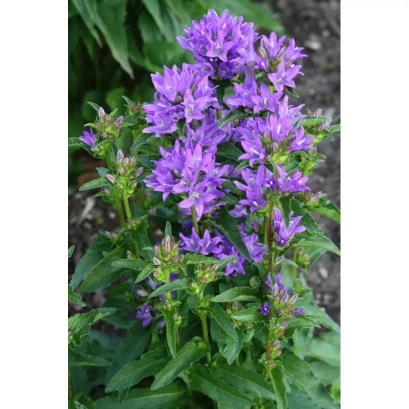 Campanula glomerata Freya PP 22738