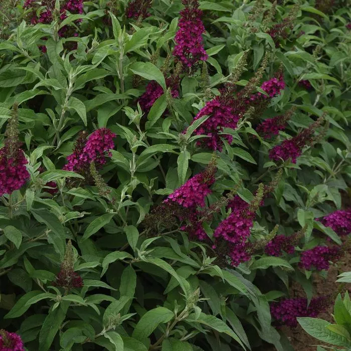 ‘Chrysalis Cranberry’ Butterfly Bush – 1 Gallon Potted Shrub