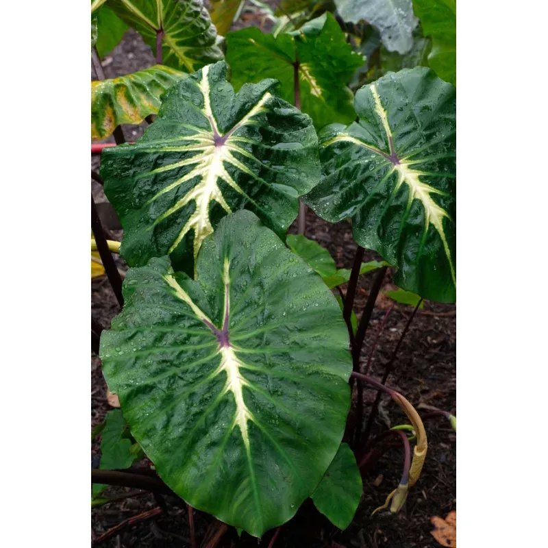 Colocasia esculenta White Lava PP 24481