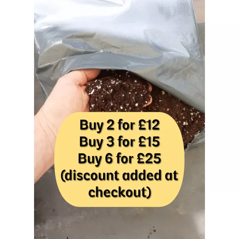 .Compost for Saintpaulia