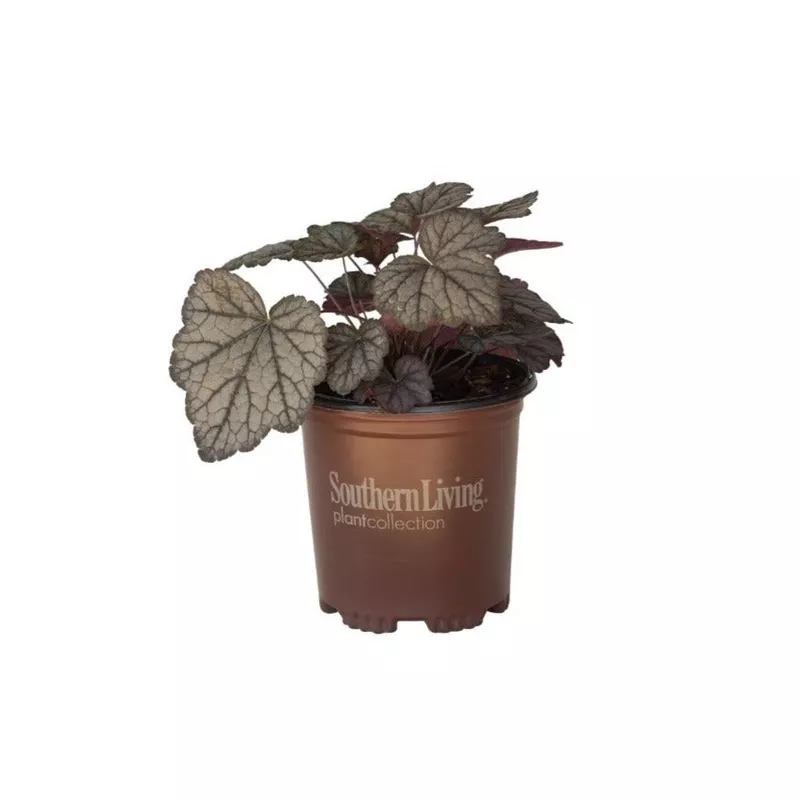 ‘Cracked Ice’ Heucherella|2.5 Quart