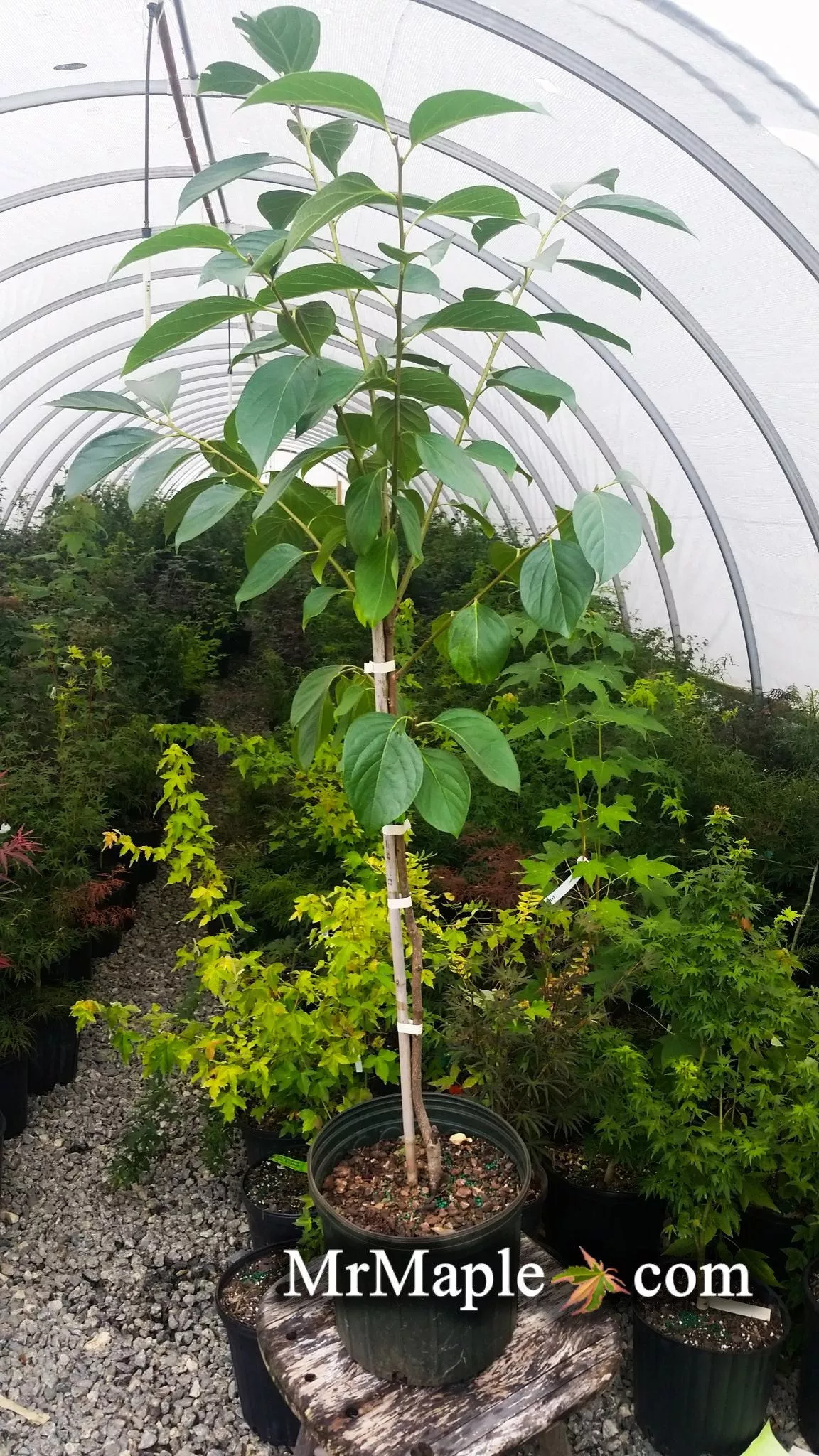Diospyros kaki ‘Giant Fuyu’ Japanese Persimmon Tree – 7 gallon