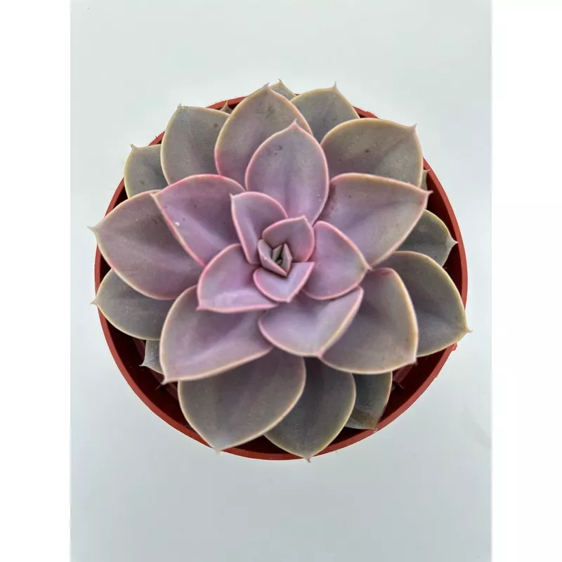 Echeveria Pearl Von Nurnberg