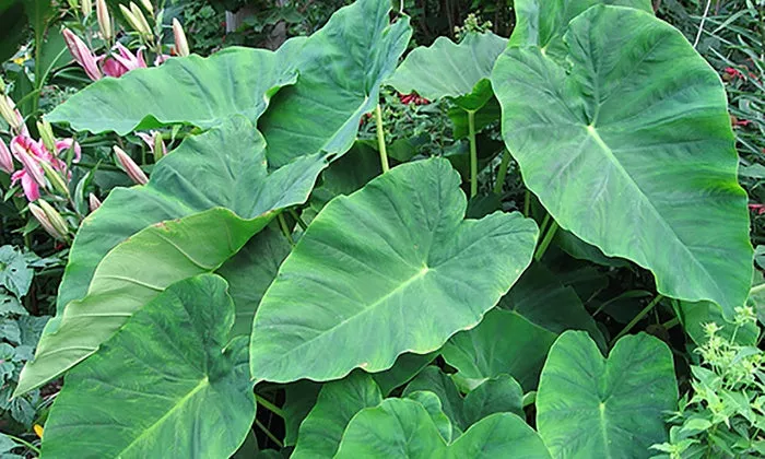 ‘Elephant Ears’ Colocasia – 2 Gallon Potted Perennial