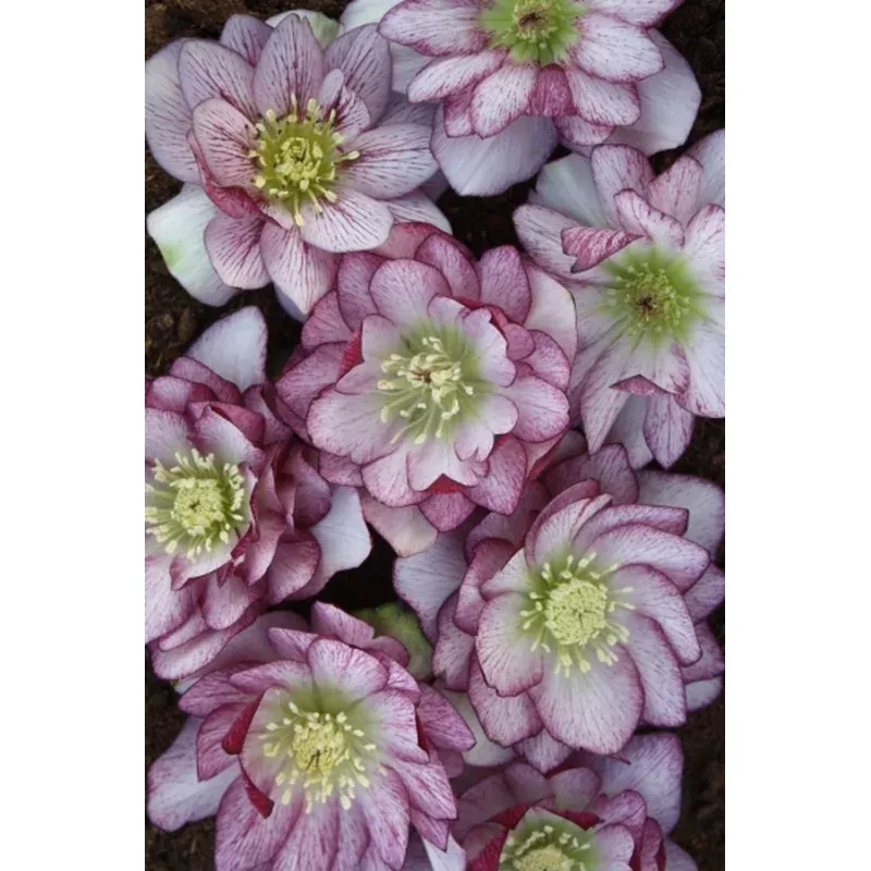 Helleborus hybridus PDN Double Bicolor 2 QT