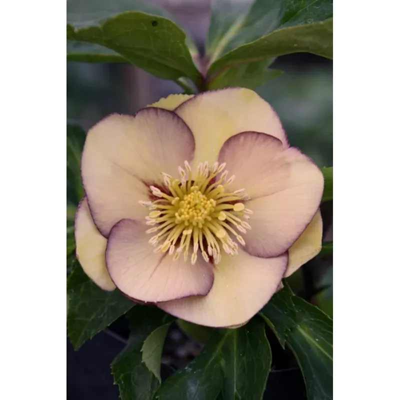 Helleborus hybridus PDN Peach 2 QT