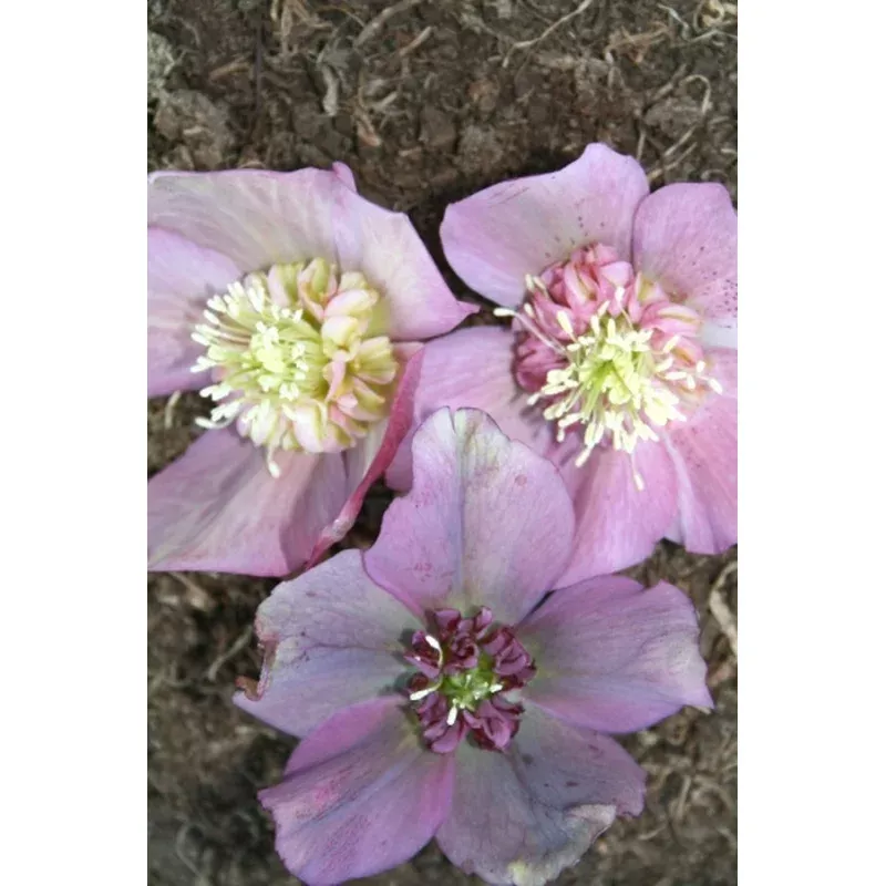 Helleborus hybridus PDN Pink Anemone 2 QT
