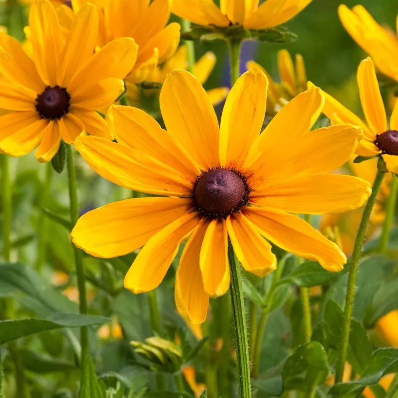 ‘Indian Summer’ Black-Eyed Susan Rudbeckia