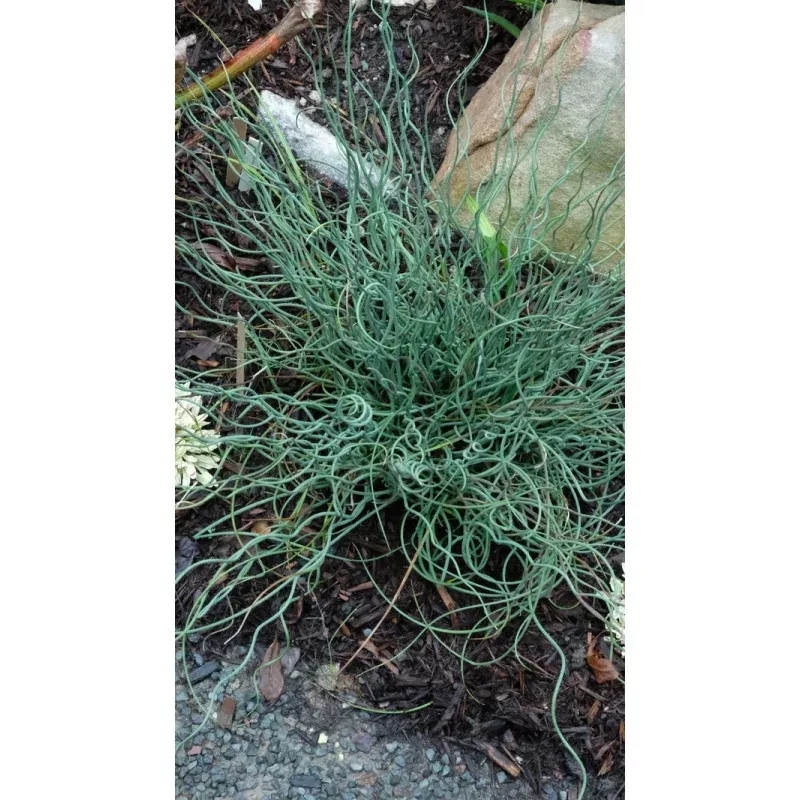 Juncus inflexus Afro