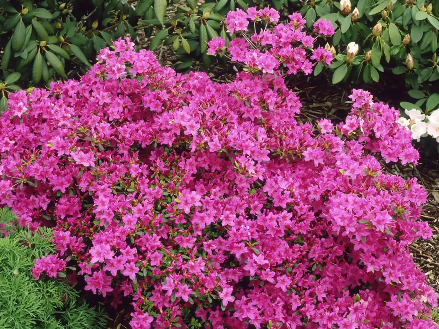 ‘Karen’ Azalea – 3 Gallon Potted Shrub
