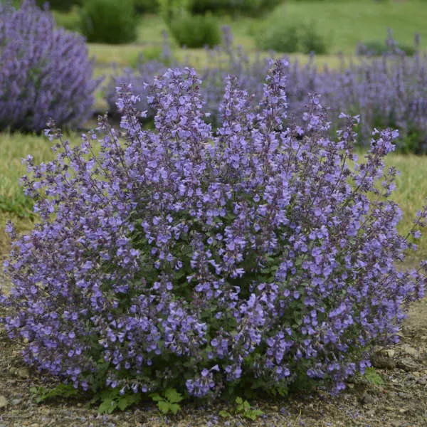 ‘Kitten Around’ Catmint (Nepeta x faassenii ‘Kitten Around’) – 1 Gallon Potted Perennial