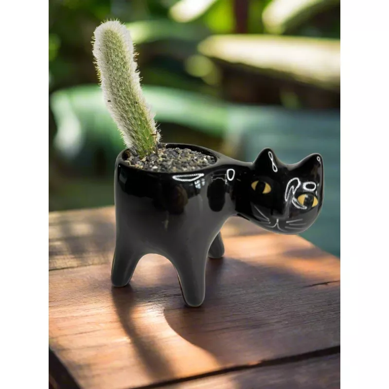 Kitty pot|Orange|Black|Gray|Monkey Tail cutting