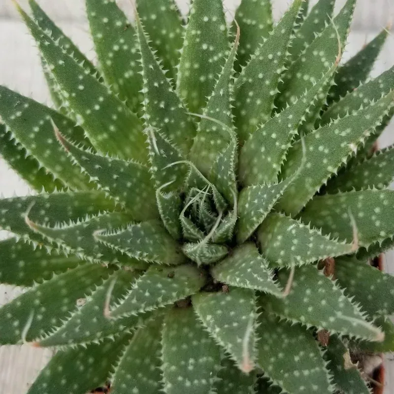 'Lace Aloe - Aloe aristata'|4" Pot&6" Pot
