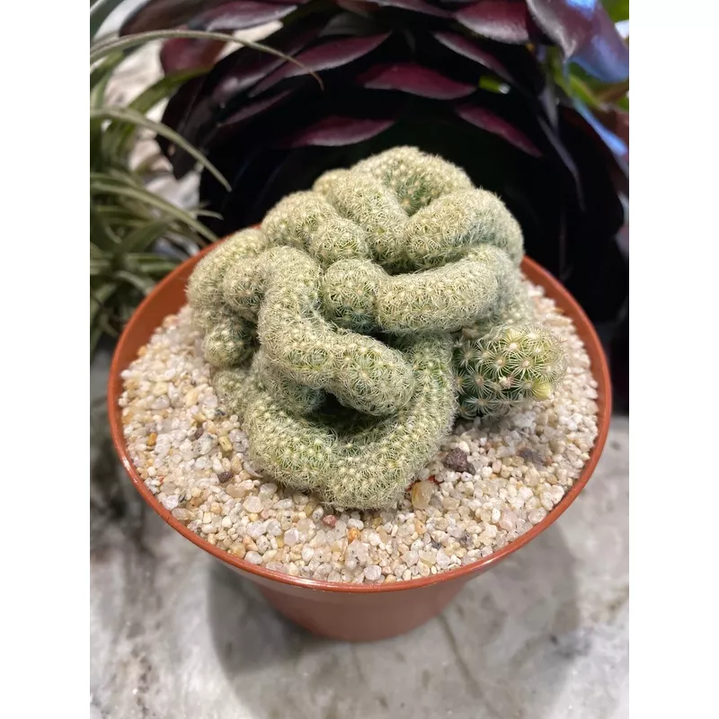 Mammillaria Elongata ‘Cristata’ ~ Brain cactus is