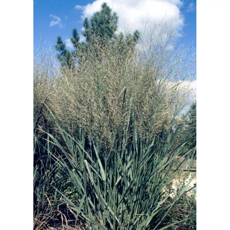 Panicum virgatum Northwind