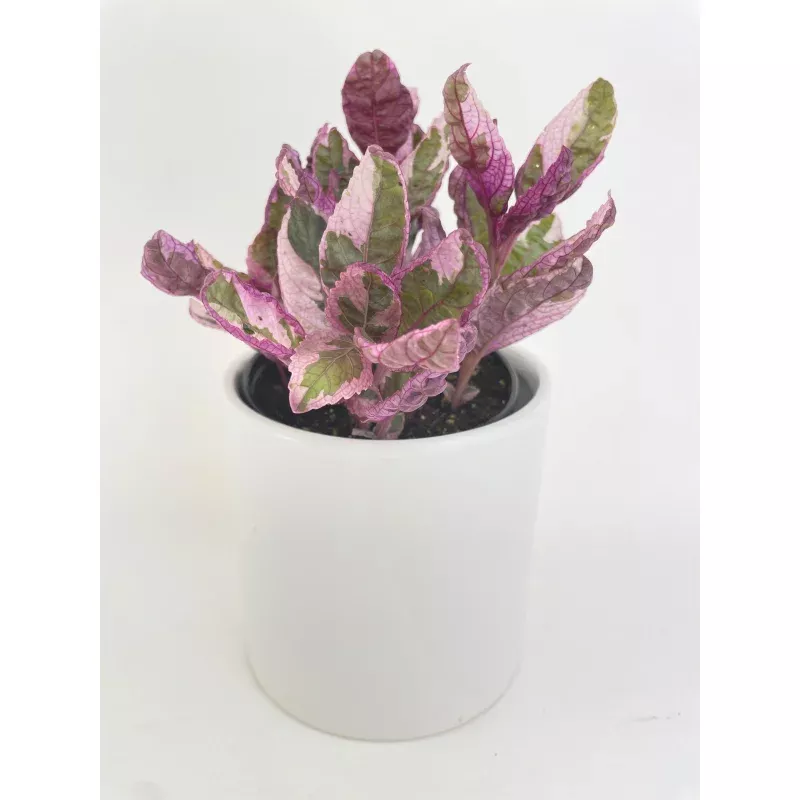 'Snow White' Waffle Plant Hemigraphis Alternata